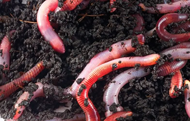 Jai Gopal Vermiculture technology 