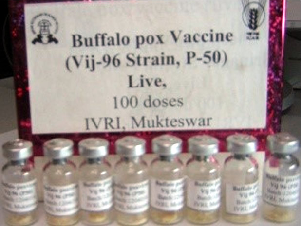 Buffalo pox vaccine